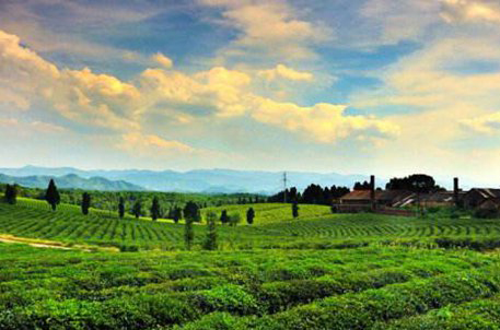 茶產業引領綠色發展 茶葉品牌再樹立1.jpg