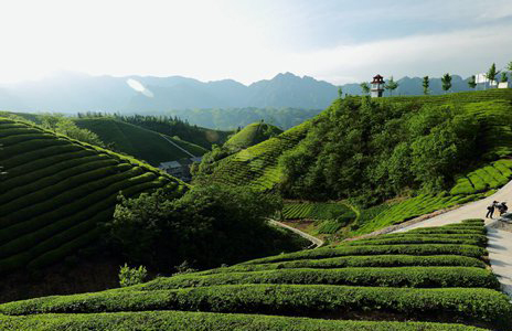 茶產業引領綠色發展 茶葉品牌再樹立2.jpg