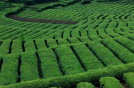 茶產業引領綠色發展 茶葉品牌再樹立3.jpg